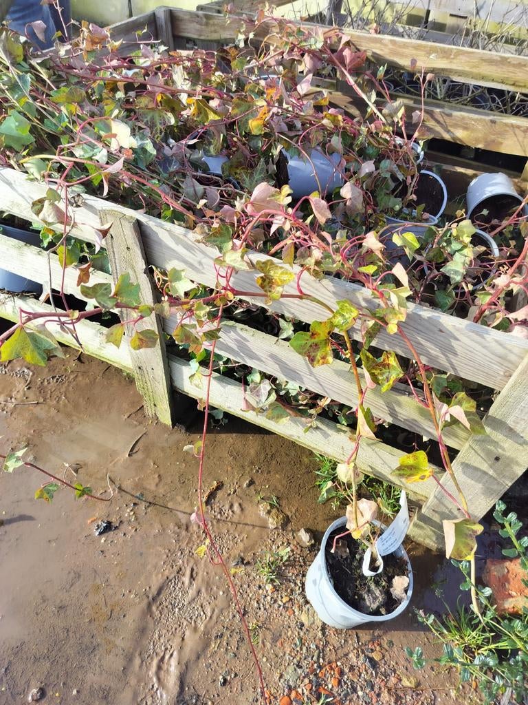 Hedera hibernica klimop 30-40cm. Pot, Tuin en Terras, Ophalen of Verzenden, Vaste plant, Klimplanten