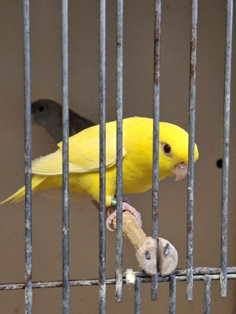 Catharina parkieten, Dieren en Toebehoren, Vogels | Parkieten en Papegaaien, Parkiet, Geringd