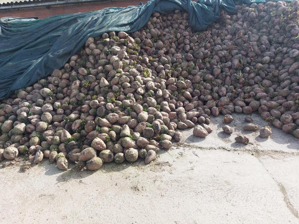 Voedebieten, Ophalen