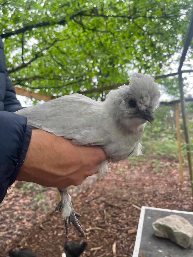 Kuikens verschillende rassen, Plusieurs animaux, Poule ou poulet