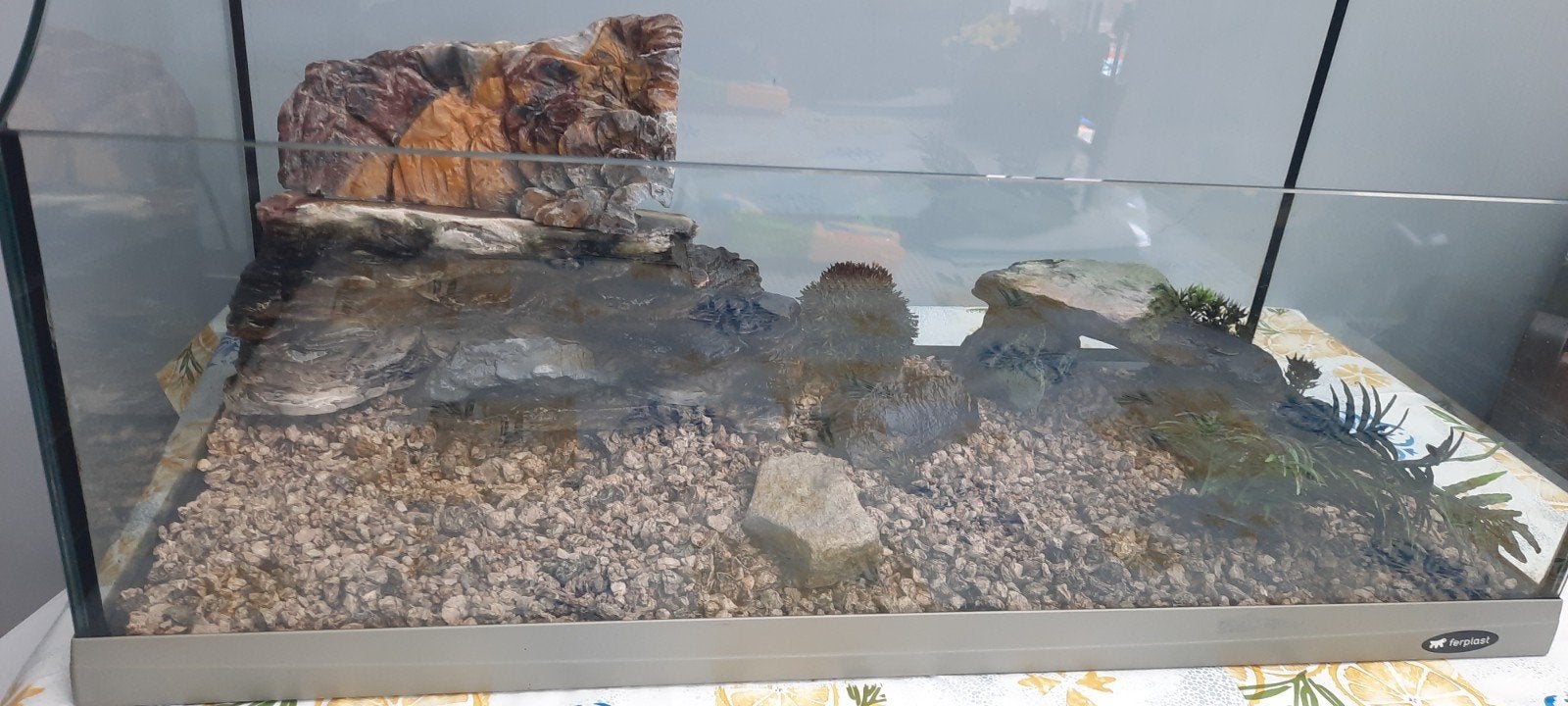 Terrarium voor waterschildpadden, Dieren en Toebehoren, Ophalen