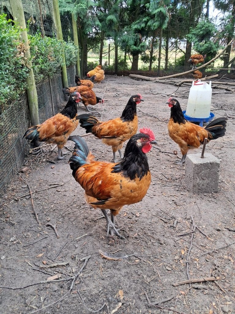 sierkippen: Vorwerk, Dieren en Toebehoren, Pluimvee, Meerdere dieren, Kip