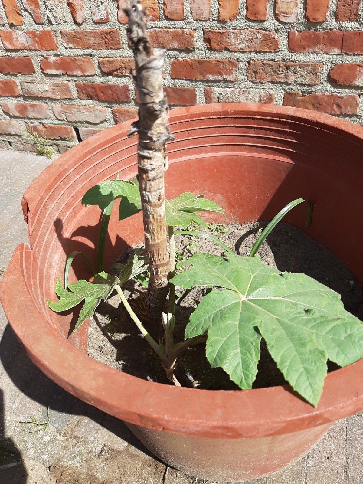 tropische rijstplant, Ophalen