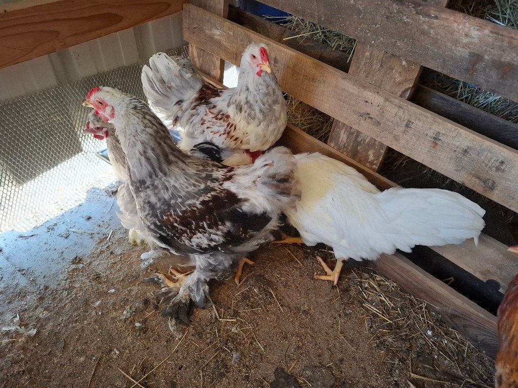 Brahma hanen, Dieren en Toebehoren, Overige Dieren, April, Mannelijk