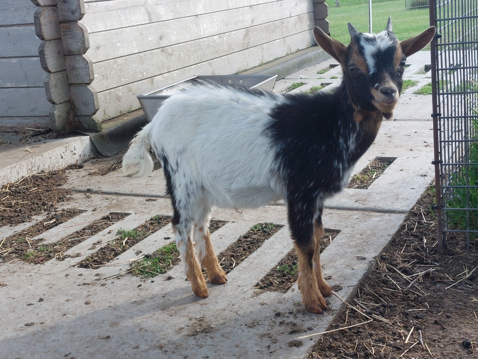 Bokje, Dieren en Toebehoren