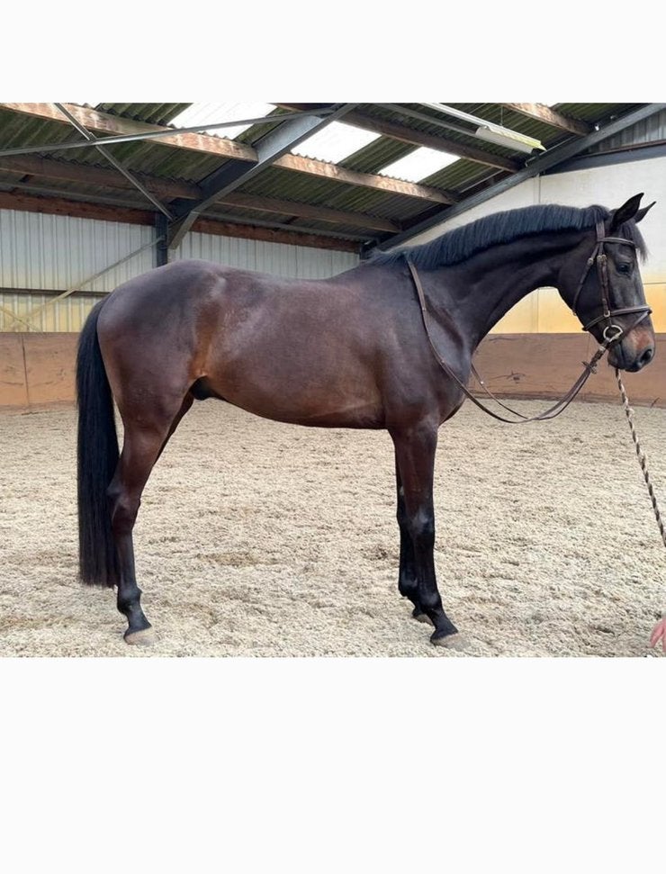 Jong spring/dressuurpaard te koop, Springpaard, Met stamboom, Ruin, Zadelmak