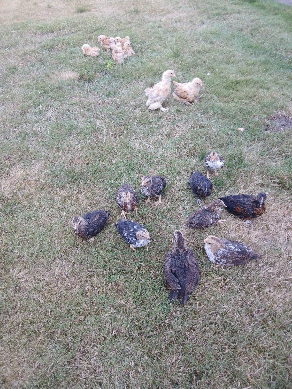 Kuikens geboren op 29/06, Dieren en Toebehoren, Pluimvee, Kip, Meerdere dieren