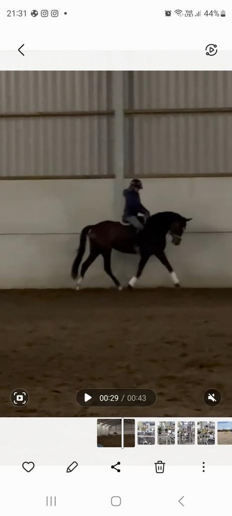 Dressuurmerrie, Animaux & Accessoires, Chevaux, Cheval de dressage, Avec pedigree, 165 à 170 cm, L