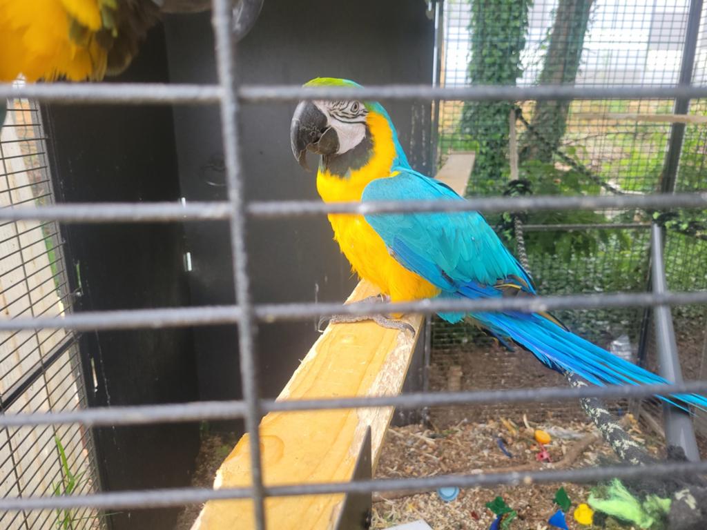 Femelle ara ararauna, Femelle