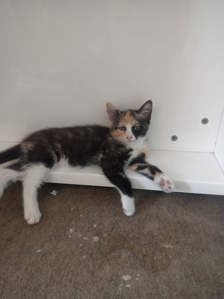 4 kittens noorse boskat x europees korthaar, Dieren en Toebehoren, Meerdere dieren, Gechipt, 0 tot 2 jaar