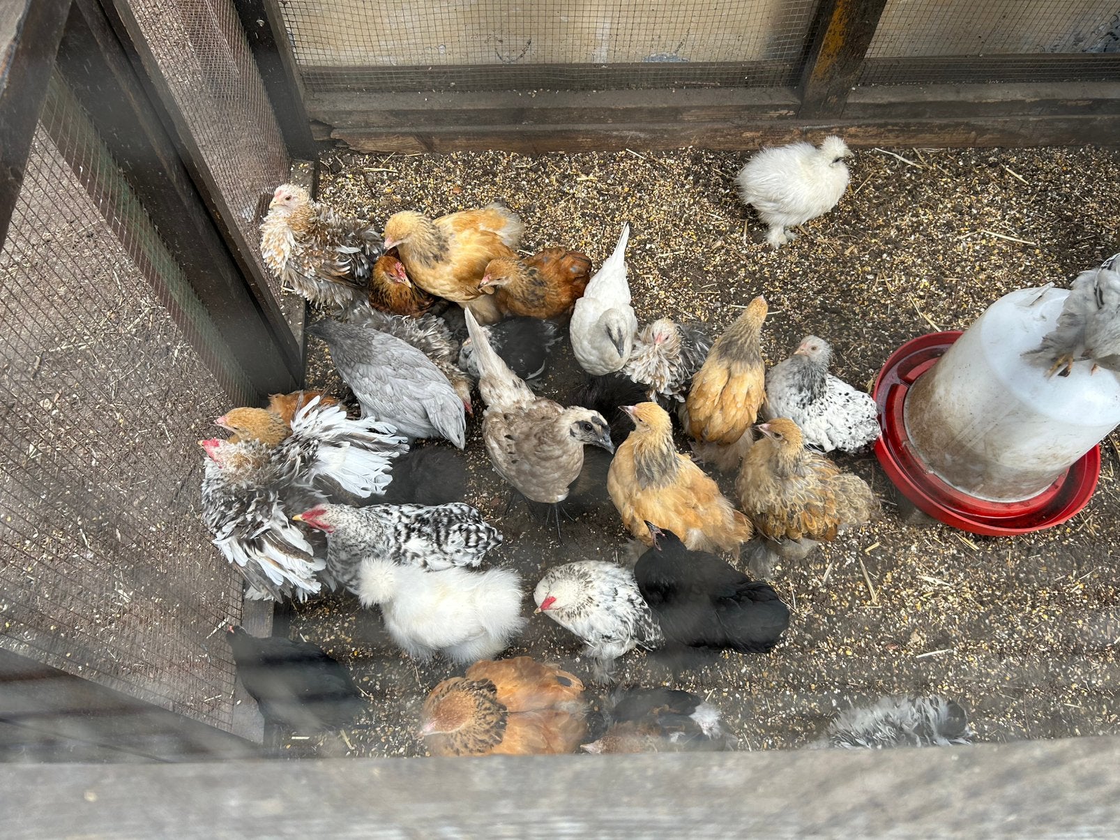 Kuikens, Plusieurs animaux, Poule ou poulet