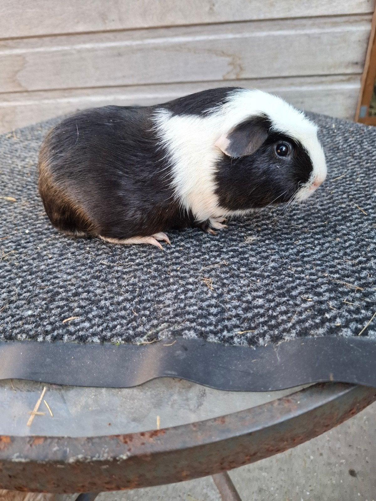 verschillende rascavia beertjes, Cavia, Mannelijk, Mei, Tam