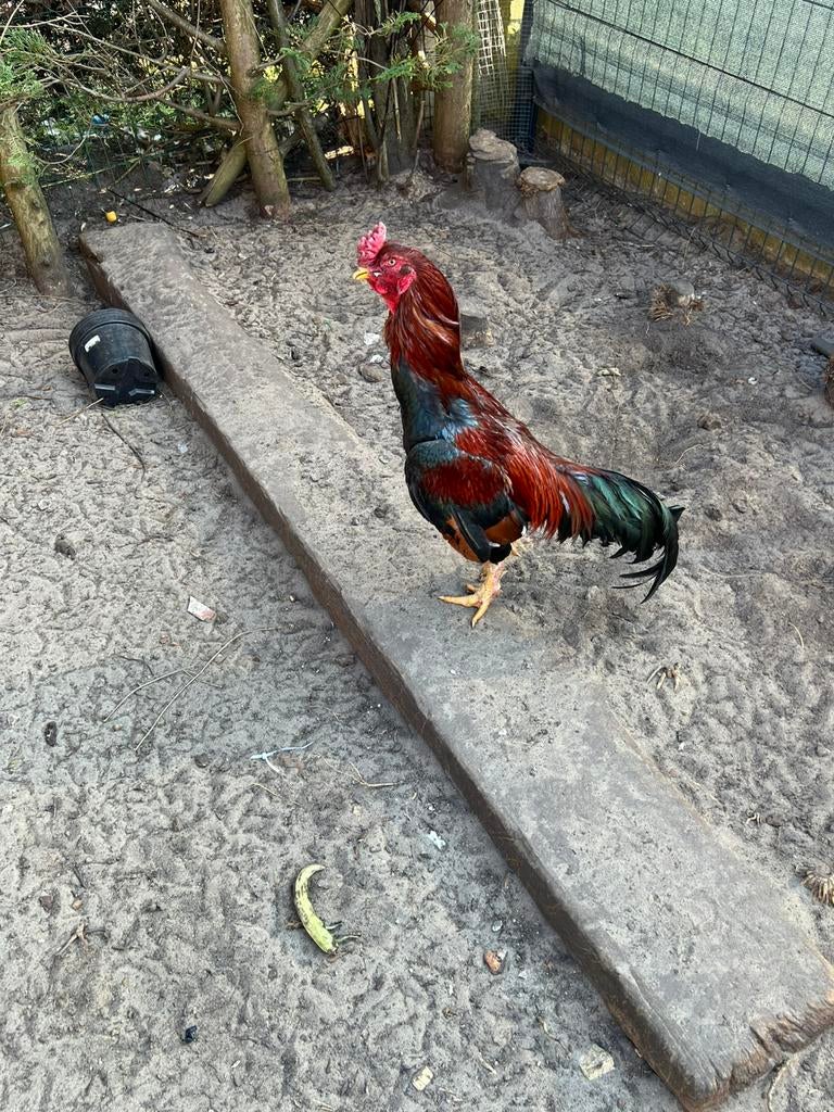 Shamo haan 50€, Dieren en Toebehoren