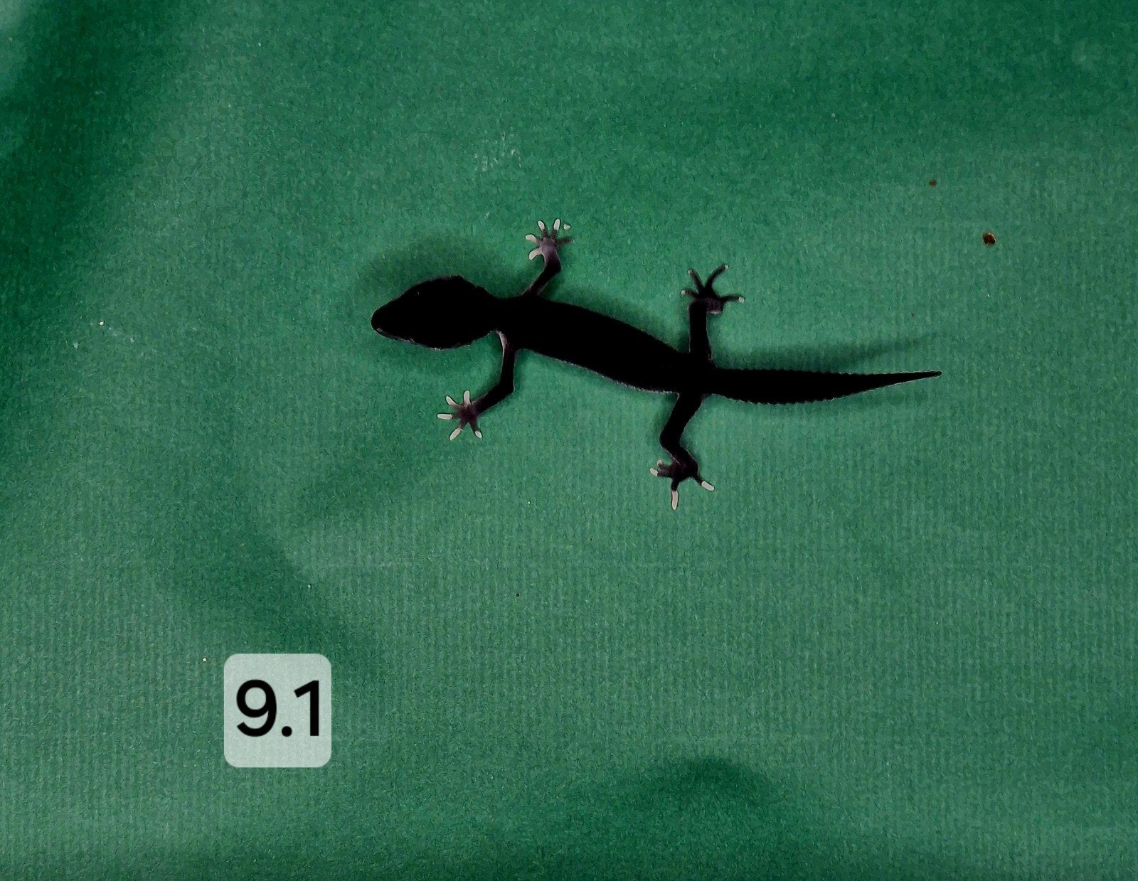 TSF MACK SNOW BLACK NIGHT HET ECLIPSE, Dieren en Toebehoren, Reptielen en Amfibieën