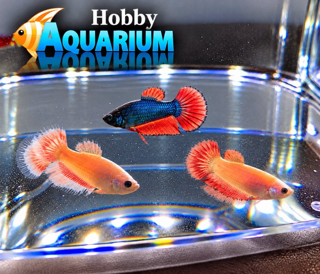 Hobbyaquarium Betta Splendes / Kempvissen Woe 21 Okt 12/20u, Animaux & Accessoires, Poisson, Poisson d'eau douce