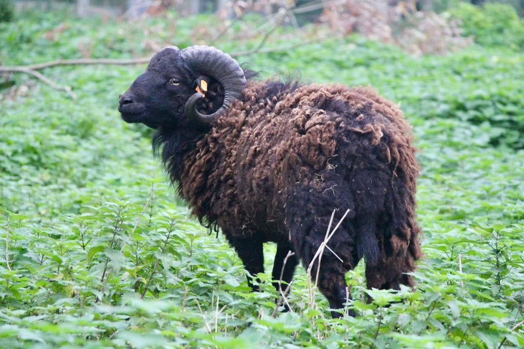 Ouessant schaap ram, Dieren en Toebehoren, Schapen, Geiten en Varkens, Schaap, Mannelijk, 0 tot 2 jaar