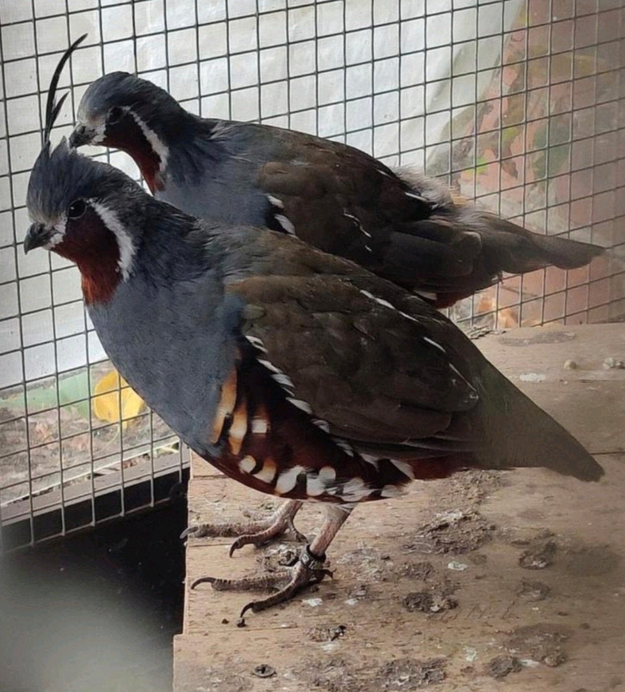 Bergkuif kwartels, Animaux & Accessoires, Oiseaux | Pigeons