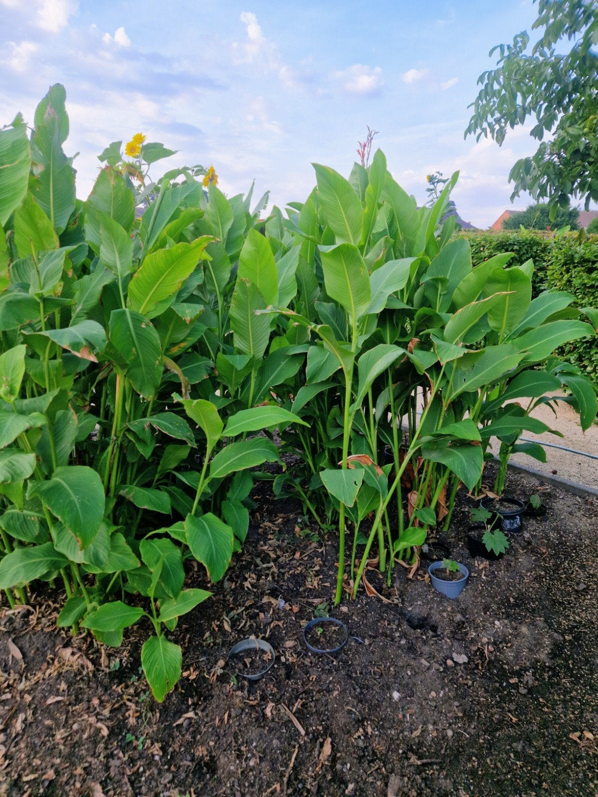 Canna Teurckheimii & Canna musafolia rubrum (5€=2stuks), Tuin en Terras, Volle zon, Vaste plant, Zomer, Ophalen