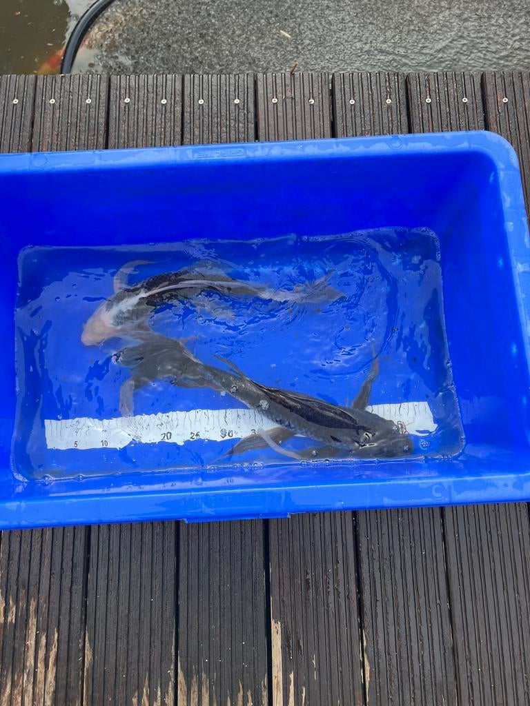 Koi, Enlèvement, Comme neuf