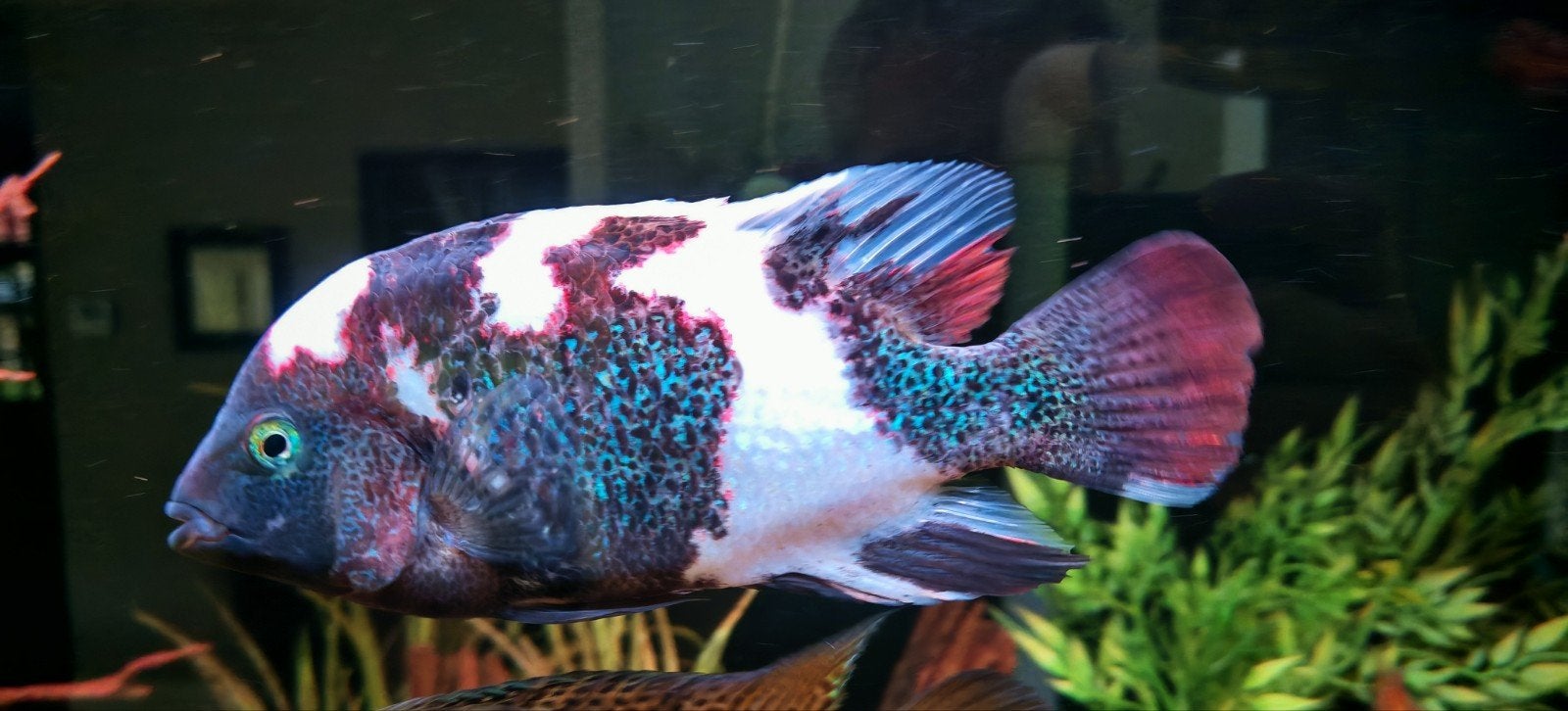 Marble Vieja Fenestratus jongen, Animaux & Accessoires, Poissons | Poissons d'aquarium