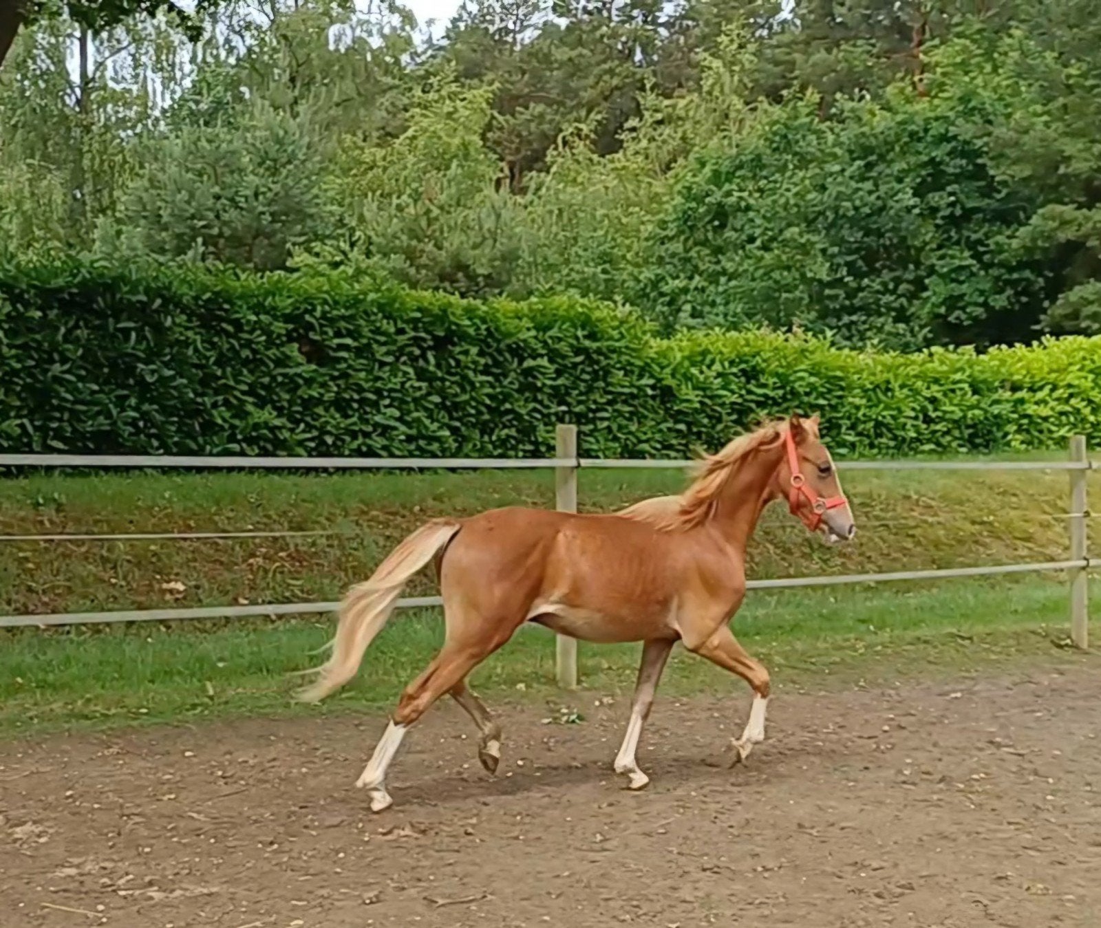 Zeer goed bewegende welsh pony jaarling ruin, Grote C pony, Dieren en Toebehoren, Met stamboom, Ruin, 0 tot 2 jaar, C pony (1.27m tot 1.37m)
