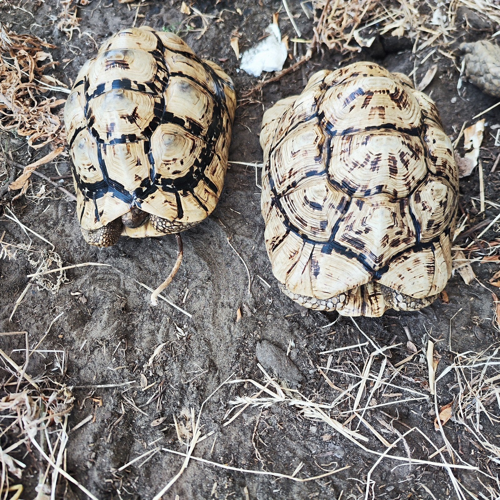pardalis schildpad / panterschildpad, Animaux & Accessoires, Reptiles & Amphibiens, Tortue