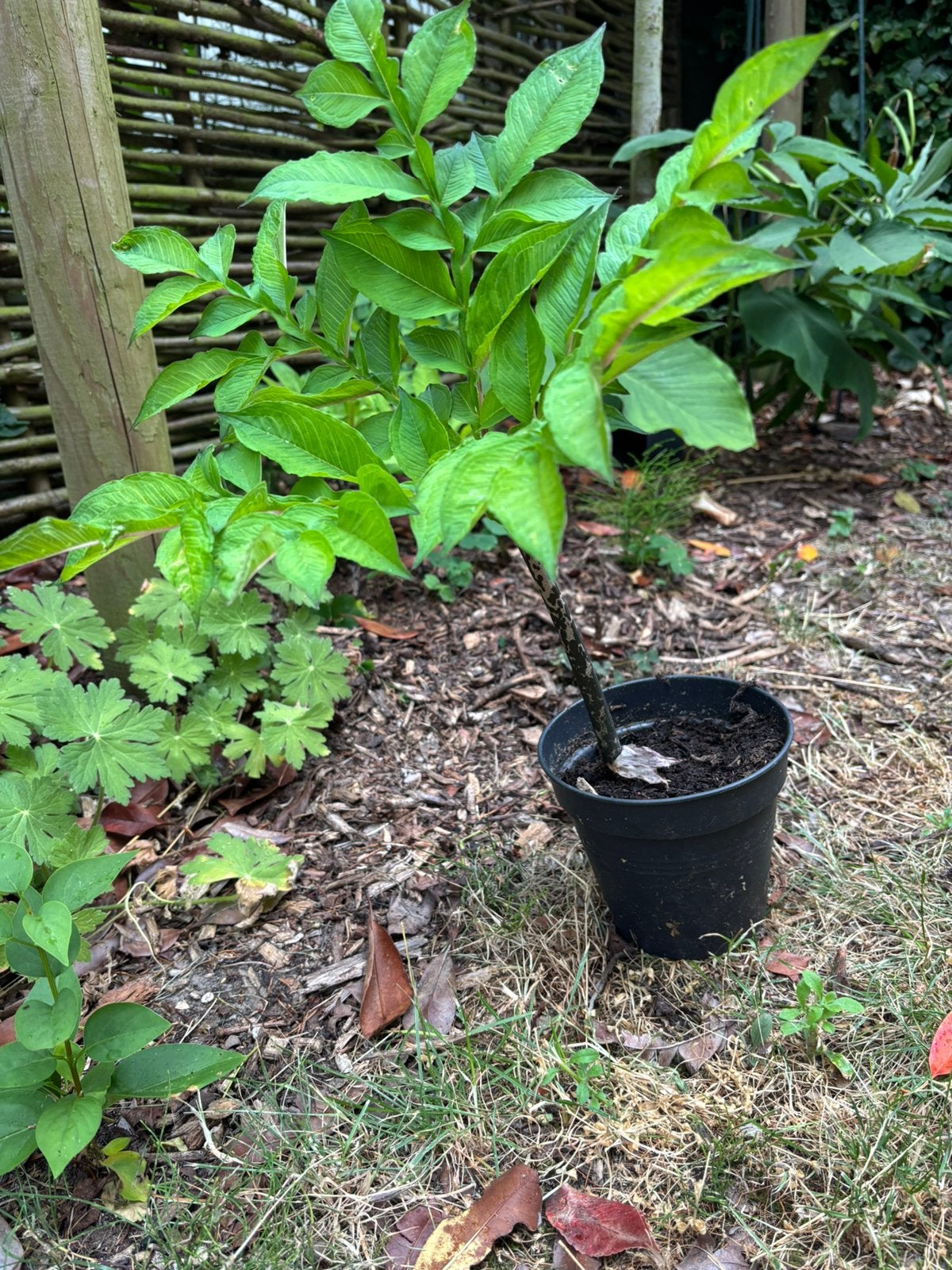 Amorphophallus konjac, Tuin en Terras, Vaste plant, Halfschaduw, Lente, Ophalen