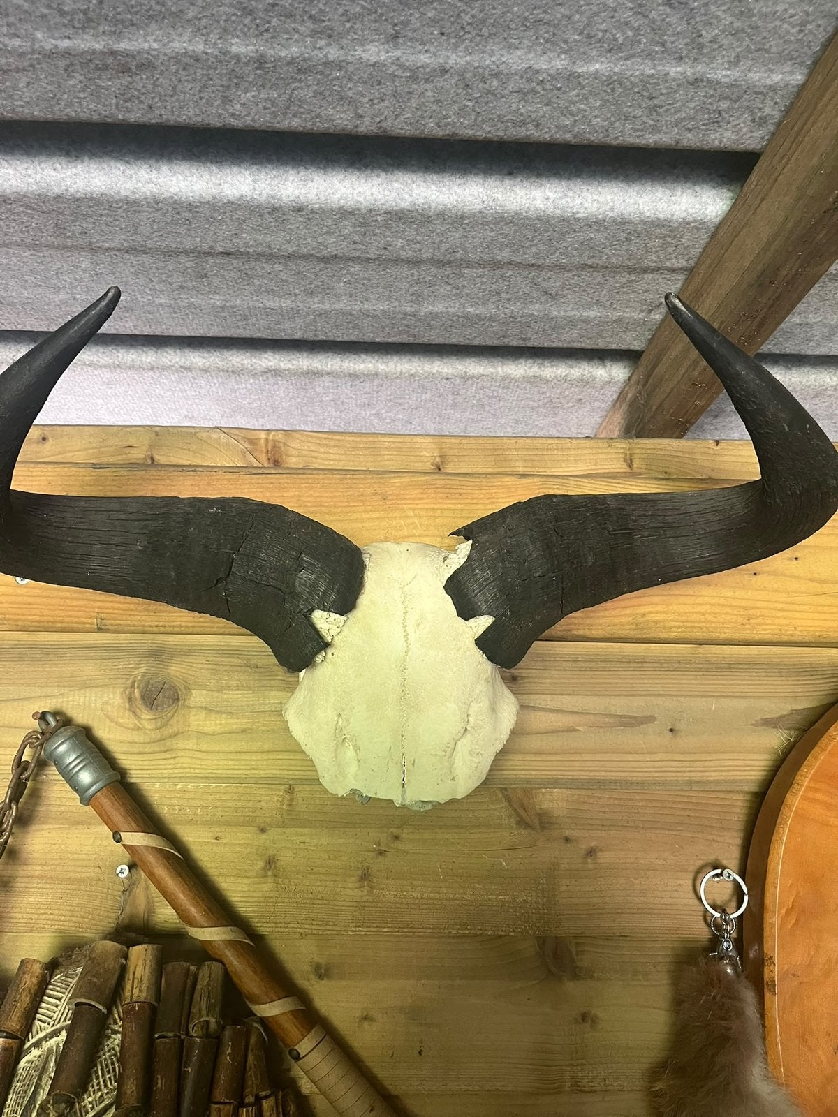 Authentieke buffel schedel, Ophalen