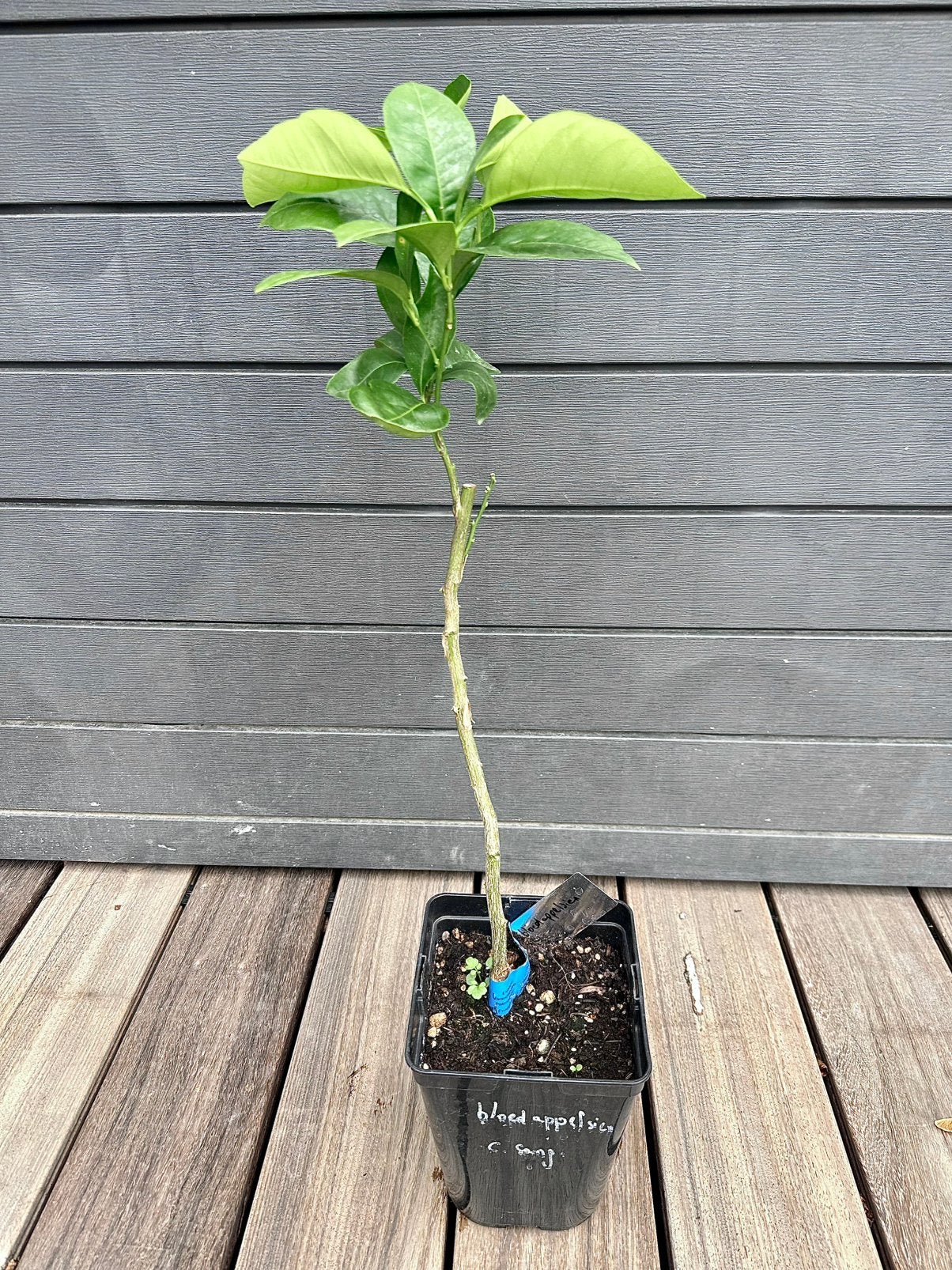 Bloedappelsien - Citrus sinensis, Jardin & Terrasse, Plantes | Arbres fruitiers, En pot, Plein soleil, Moins de 100 cm, Enlèvement
