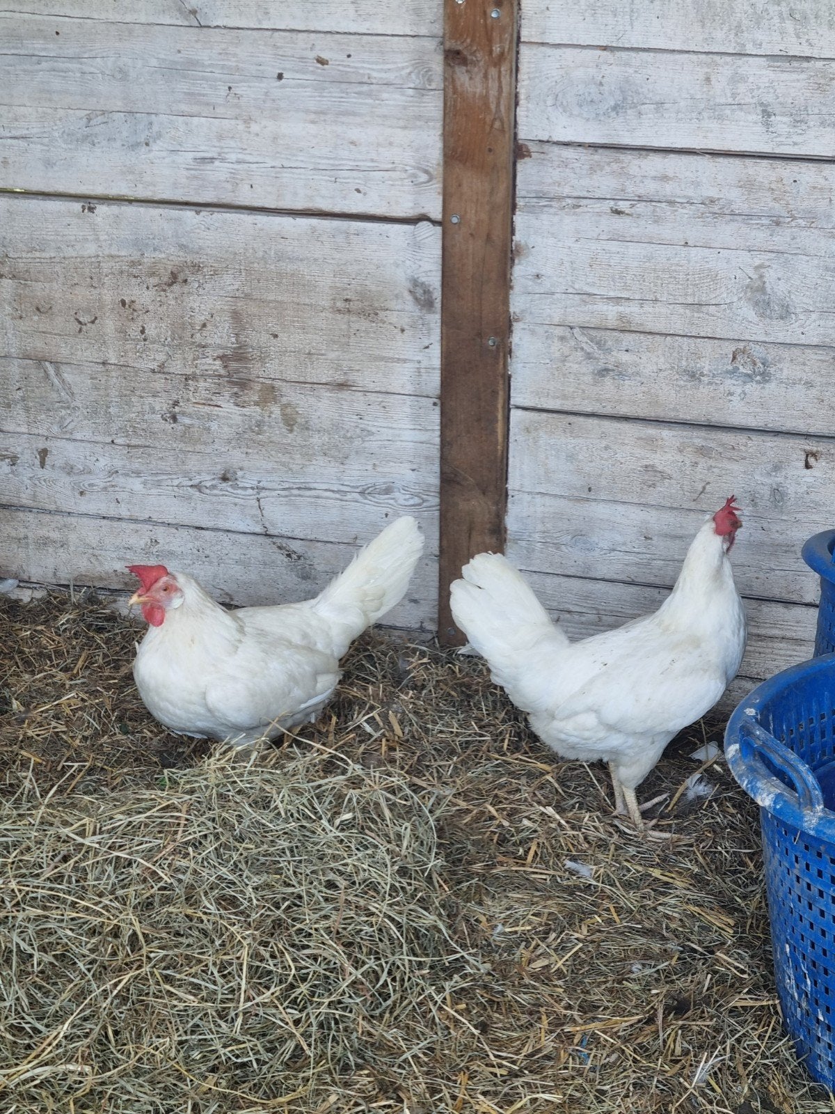 Legkippen, Dieren en Toebehoren, Pluimvee
