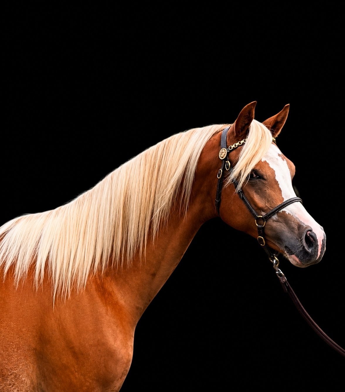Super aparte 2,5 jarige NRPS merrie en 1,5jarige welsh, Dieren en Toebehoren, Merrie, Met stamboom, 0 tot 2 jaar, C pony (1.27m tot 1.37m)