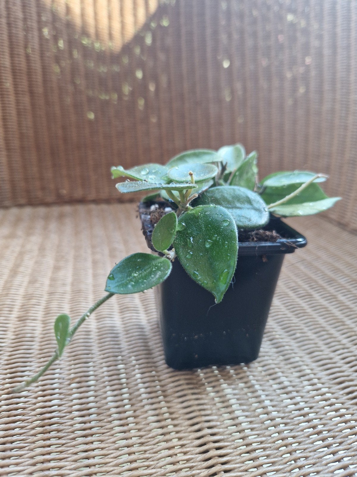 Hoya Chouke, Enlèvement ou Envoi