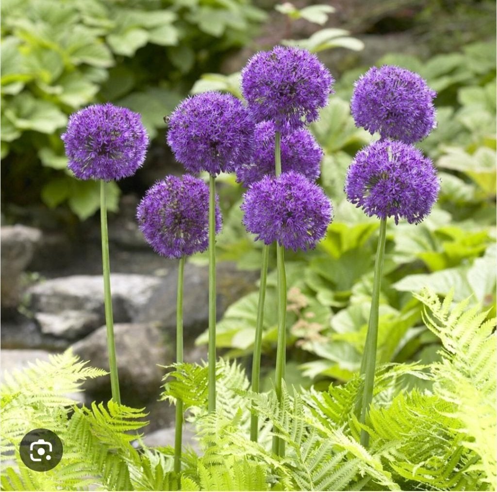 Alium bollen KOOPJE, Tuin en Terras, Planten | Tuinplanten, Volle zon, Vaste plant, Lente, Ophalen
