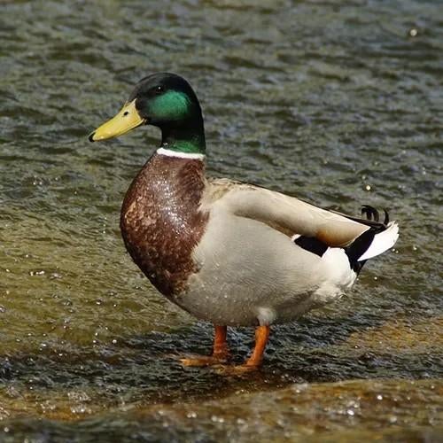Mannetjeseend, Canard