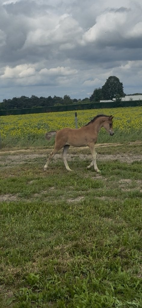 Meilleur poulain D-pony, Poney de dressage, Poney D (1.37 m à 1.48m), 0 à 2 ans, Avec pedigree