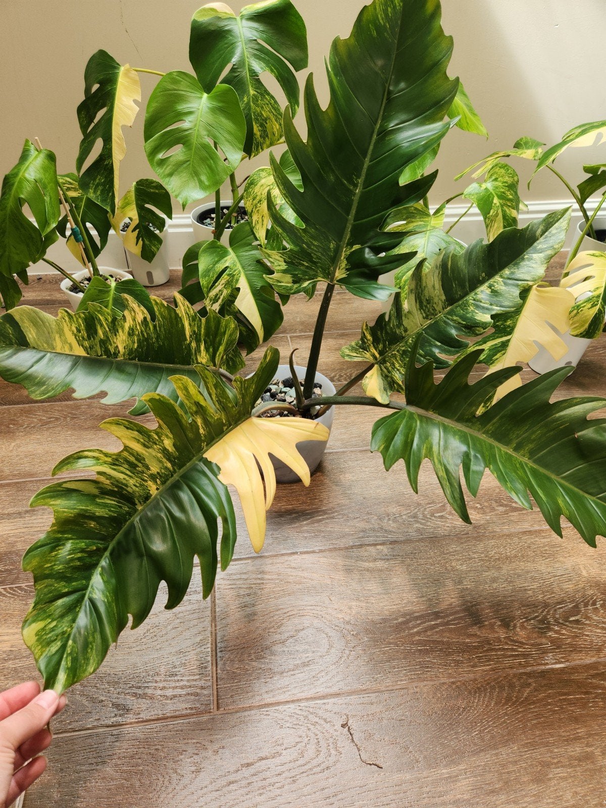 Philodendron Caramel Marble XL, Maison & Meubles, Plantes d'intérieur