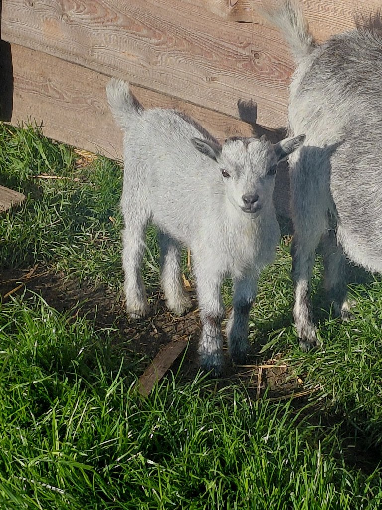 Dwerggeitje, Mâle, Chèvre, 0 à 2 ans