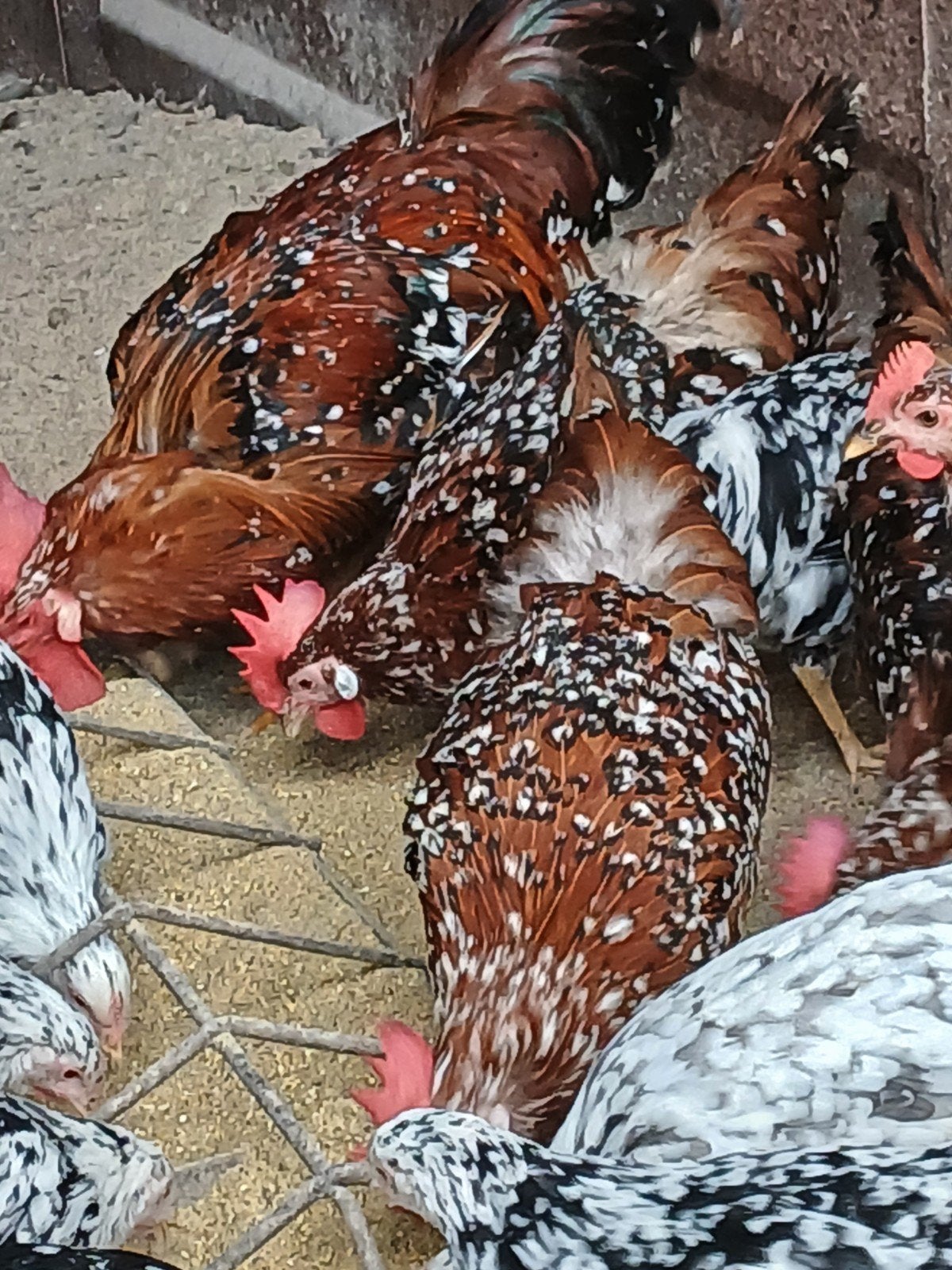 Trio leghorn porselein, Dieren en Toebehoren, Meerdere dieren, Kip