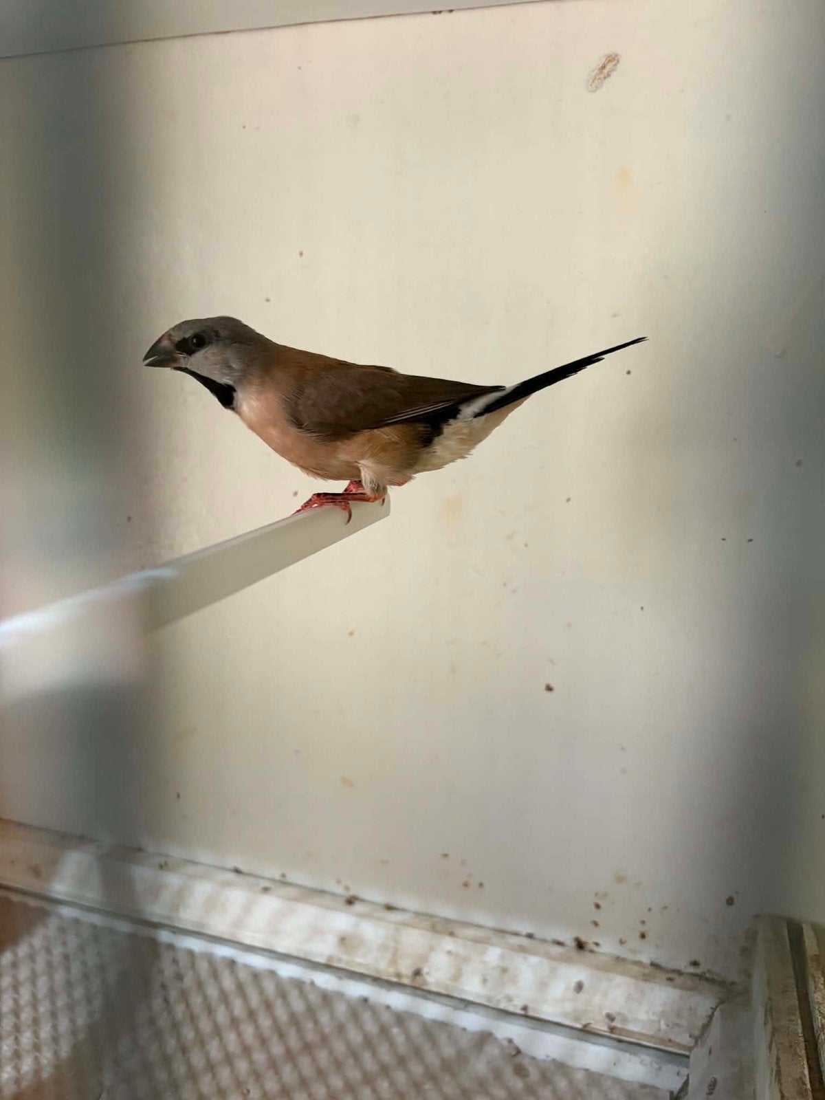 Spitstaartamandine, Dieren en Toebehoren
