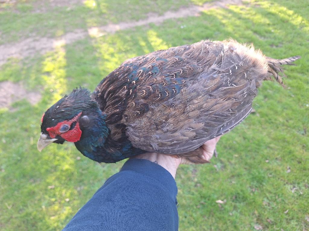Donkere tenebrosus bosfazant haan, Dieren en Toebehoren, Mannelijk