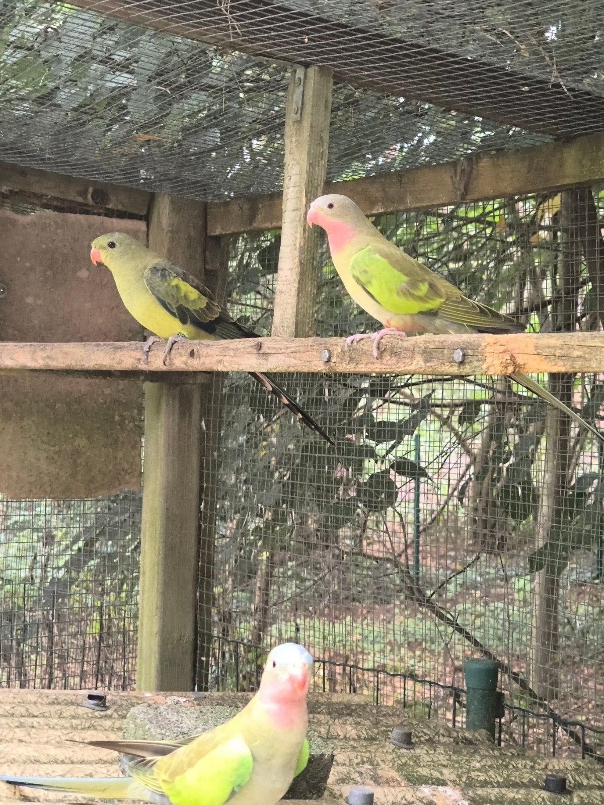Berg - Princess, Dieren en Toebehoren, Parkiet