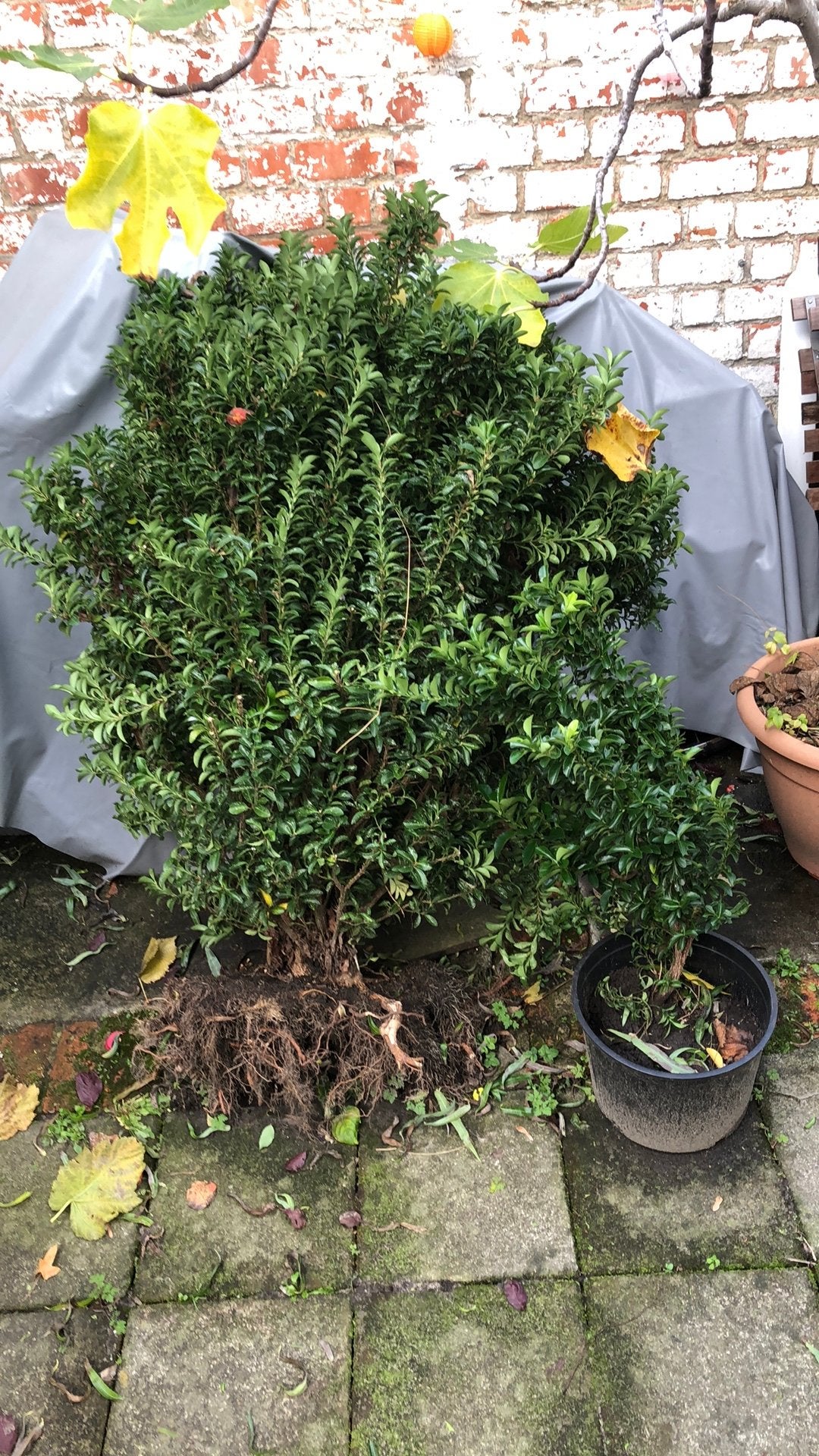 Japanse hulst 1 grote en 1 kleine, Ophalen, Hulst, Struik, Minder dan 100 cm