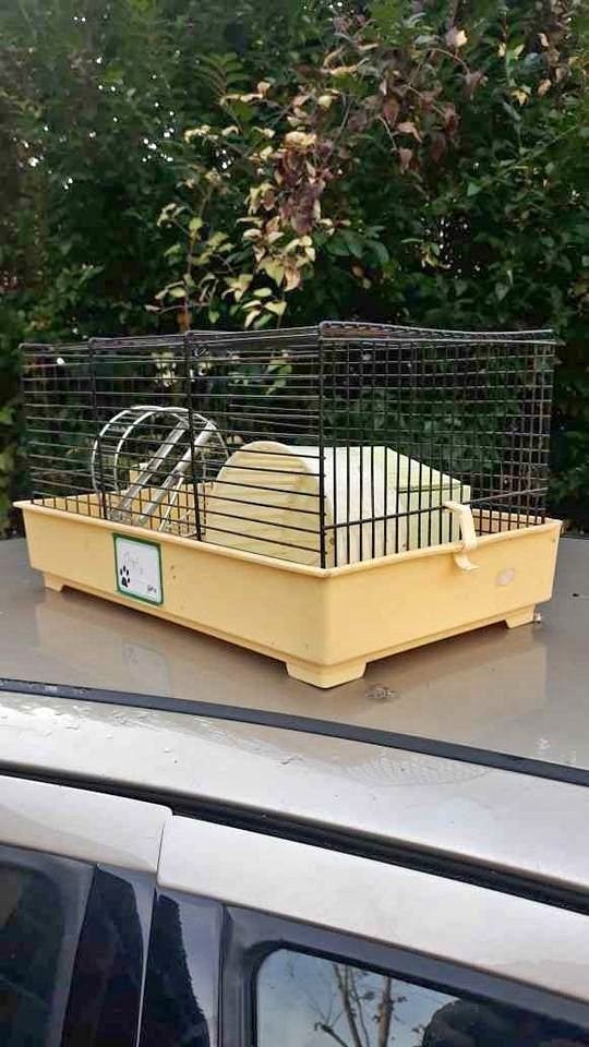 cage, Enlèvement