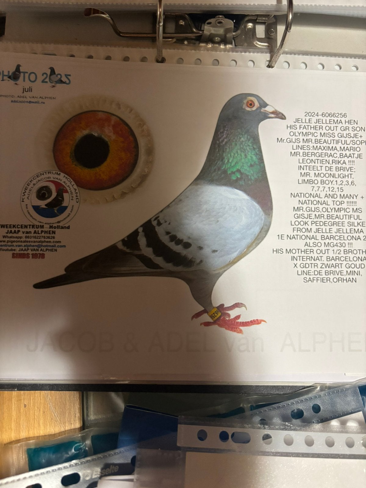 kweekduivin arjan beens 2024, Dieren en Toebehoren, Vogels | Duiven, Vrouwelijk, Postduif