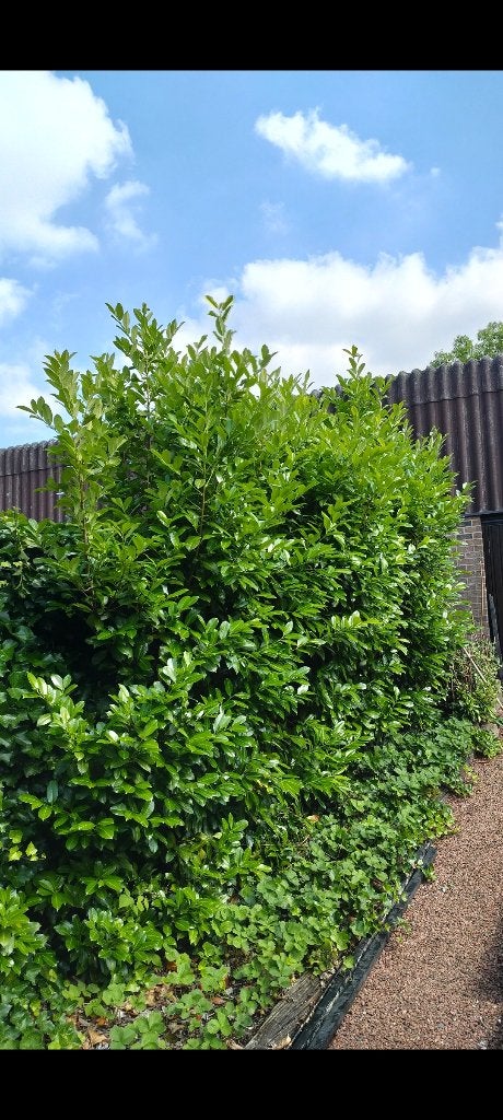 Laurierhaag H 3m 4 a 5 stuks, zelf komen uitdoen., Tuin en Terras, Planten | Struiken en Hagen, Ophalen, Laurier, Haag, 250 cm of meer