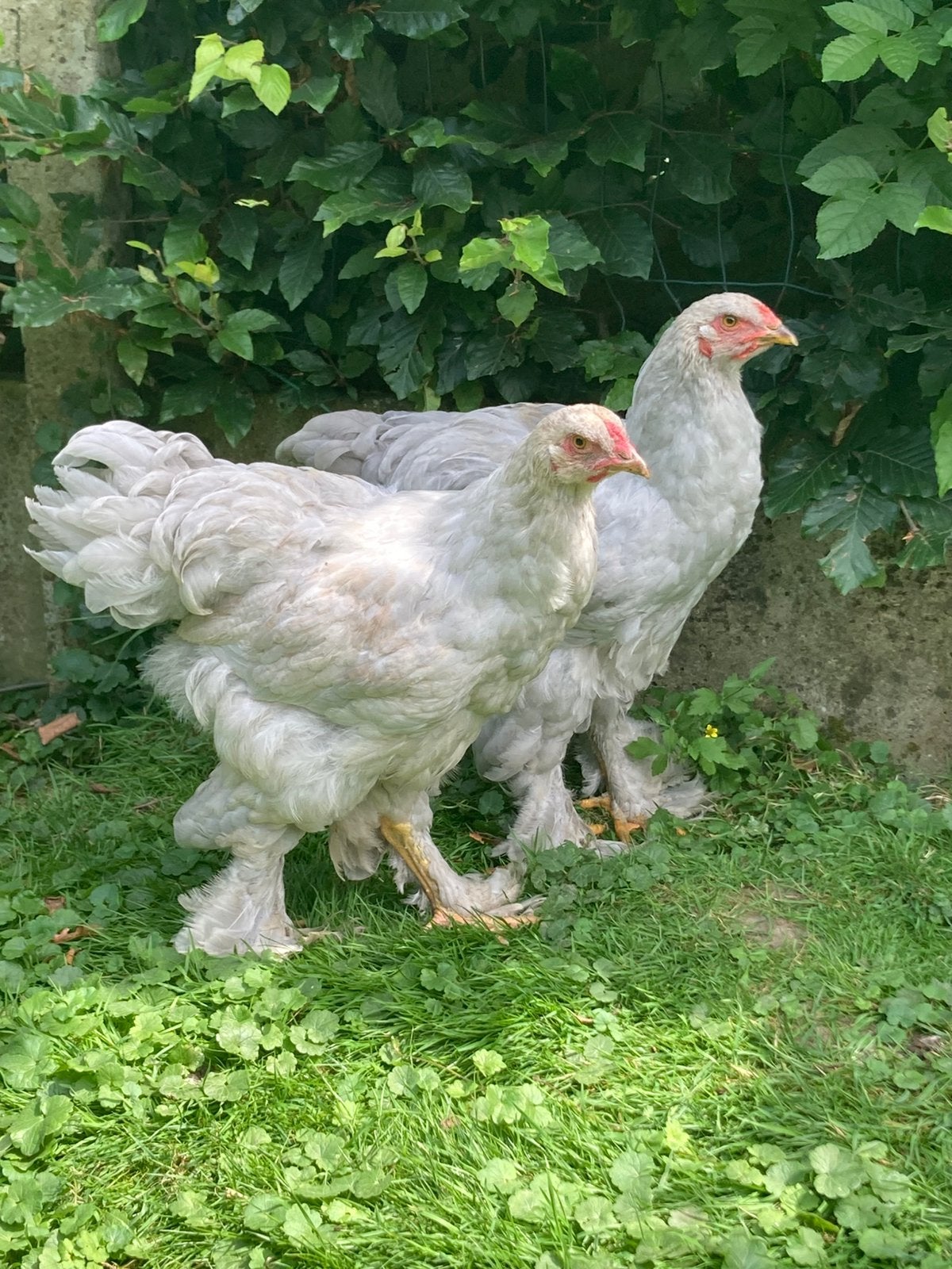 3 jonge brahma hanen, Dieren en Toebehoren, Pluimvee, Mannelijk, Kip