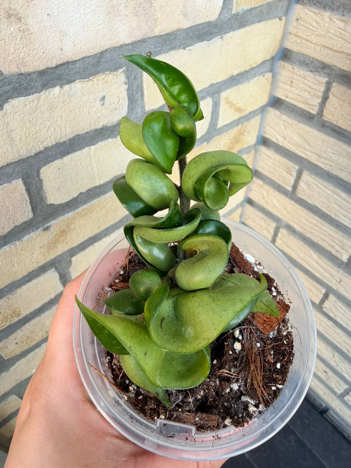 Hoya compacta green, Huis en Inrichting, Kamerplanten, Verzenden