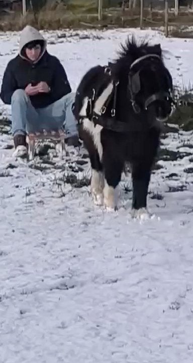 Goud eerlijke kinder pony te koop! Zeer braaf en bomproof, Dieren en Toebehoren, Pony's, Ruin