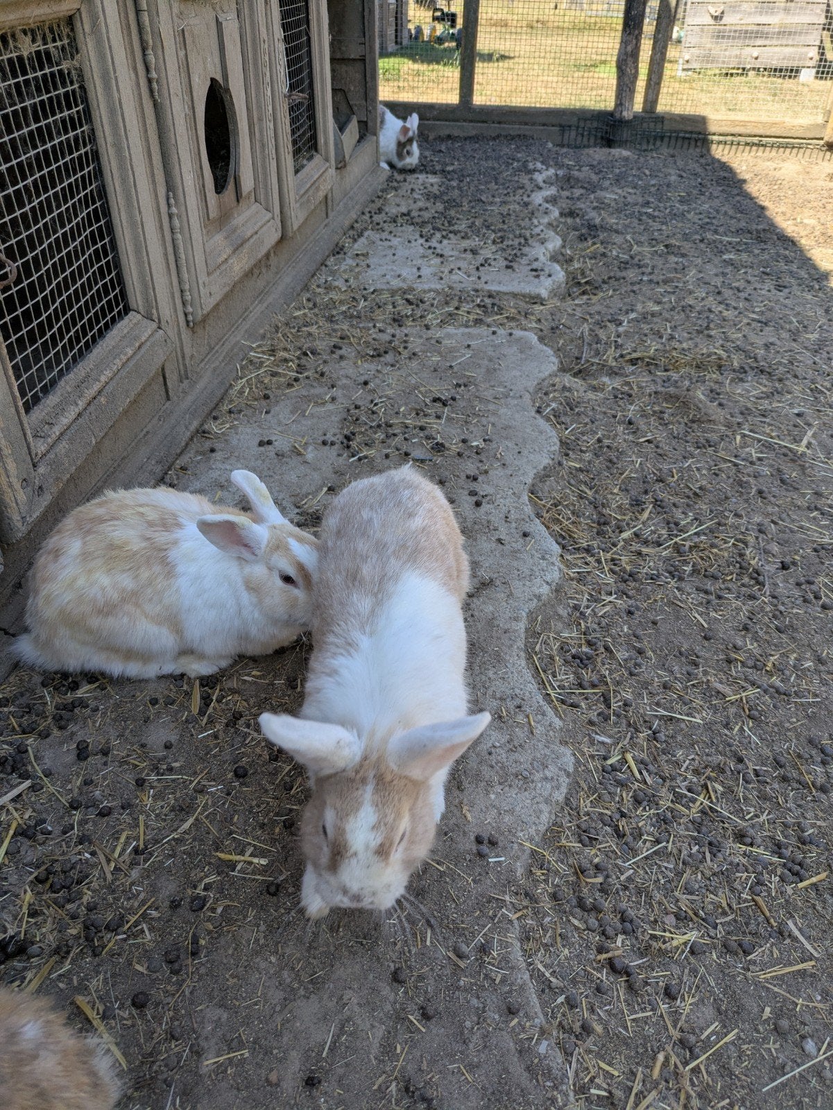 Konijnen, Meerdere dieren, Klein, 0 tot 2 jaar