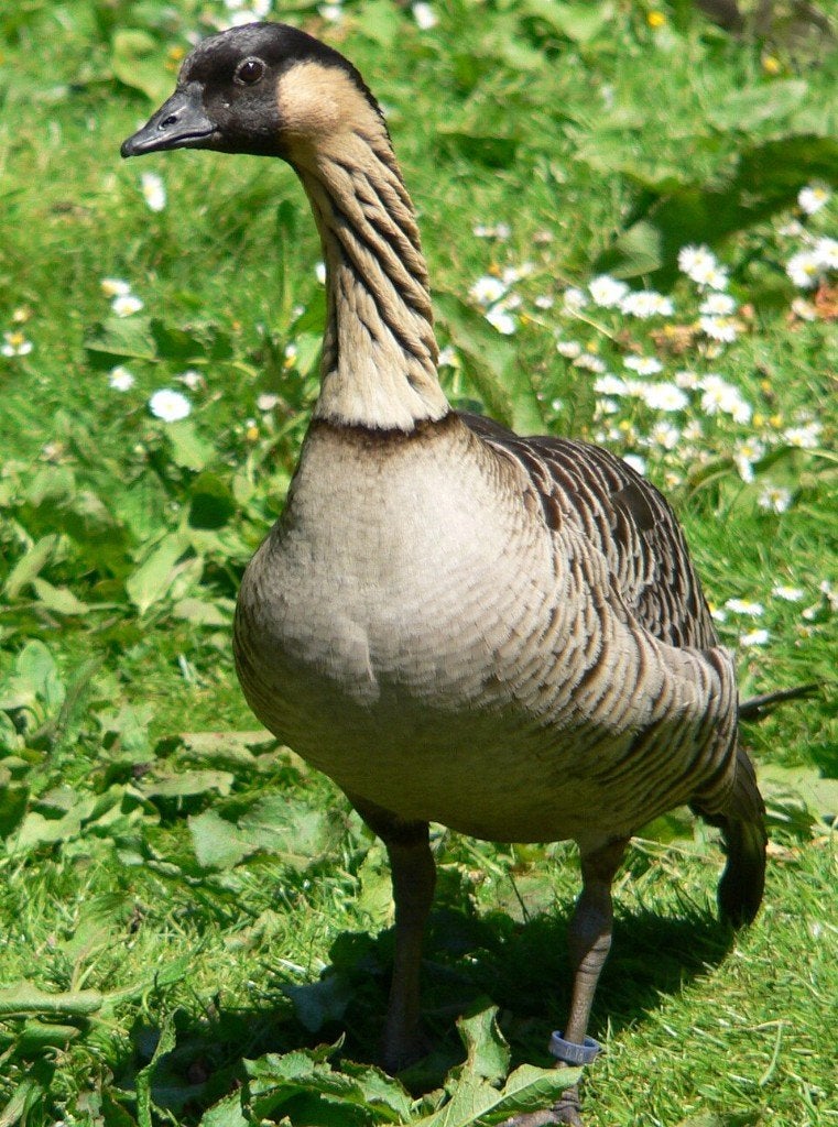 Hawaigans 2026, Dieren en Toebehoren, Pluimvee, Vrouwelijk, Gans of Zwaan